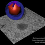 Immagine in 3D di un modello di mimivirus