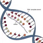 mRna, piccolo "stampo" dell'informazione