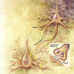Cellule neuronali