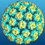 Papillomavirus