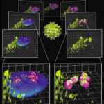 Accumulation of recombinant adeno-associated virus (rAAV)