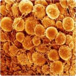 Tessuto adiposo runo al microscopio