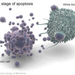 apoptosismacrophage