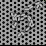 bacilli usando rilevatori nanoscale arrays