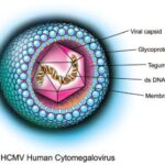 Citomegalovirus, diagramma.