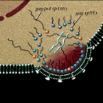 Il virus maturo lascia la cellula ospite