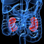 kidney