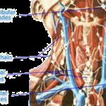 lymph