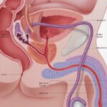 male_anatomy