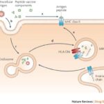 Major histocompatibility complex (Nature.com)