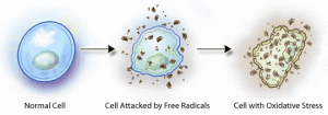 Cellula attaccata dai radicali liberi