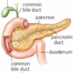 Pancreas