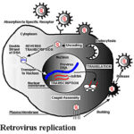 HERV(human endogenous retrovirus)