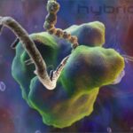 Un ribosoma che traduce l'mRNA