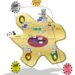 Sistema riconoscimento patogeni
