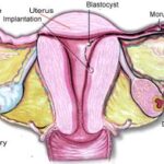 Sistema riproduttivo femminile