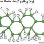 Una molecola di testosterone