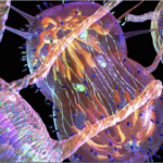 Cancer cell attack