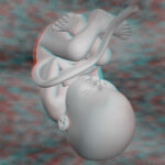 3d_fetus