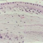 Sezione membrana amniotica