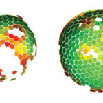 Gag che assemblandosi costituiscono la protezione dell'informazione genetica dell'HIV virus