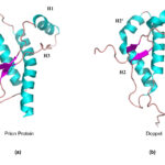 Proteina prionica (sinistra), proteina doppel (destra).