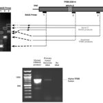 TFEB gene