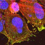c_cell