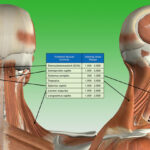 chart_muscle-ident