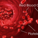 Eritrociti, piastrine (red blood cells, platelets)