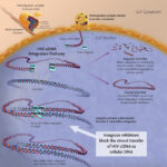 hiv_dna_integrase