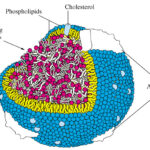 Struttura lipoproteina