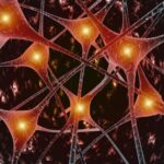 neuroni