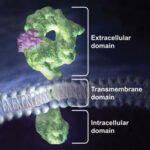 receptors