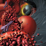 red_cell