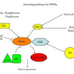 rosiglitazone pathway