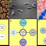 Diagramma Streptococcus pneumoniae