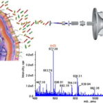 analisi proteomica cellula ghiandla mammaria