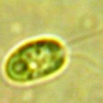 alga