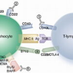 belimumab