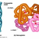 polipeptide collagene a sinistra, emoglobina a destra