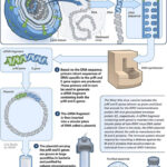 Diagramma realizzazione vaccino contro il West Nile virus