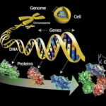 glycome