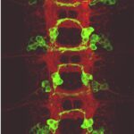 La fluorescenza verde evidenzia lo strato molecolare interneuronale (snc di un embrione di drosophila)