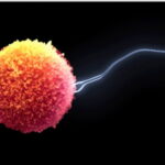 image_sperm_egg