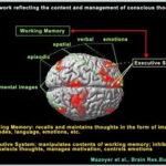 corteccia frontale inferiore, una regione ben nota per il suo coinvolgimento nell’elaborazione del linguaggio, foto e didascalie del 2001