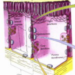 Giunzioni cellulari e permeabilità pareti intestinali