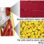 muscle_vs_fat