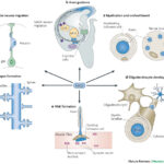 diagramma e neuregulina 1