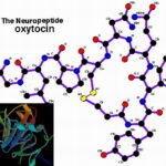 ossitocina